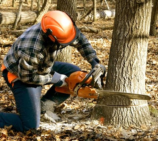 Tree Removal in New Century, KS